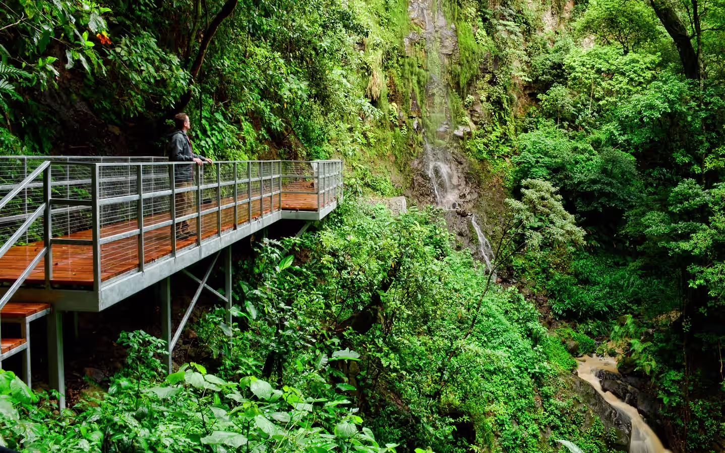 Cloud forest at Valle Escondido